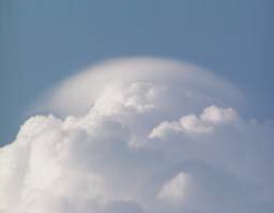 Pileus__256_x_192_